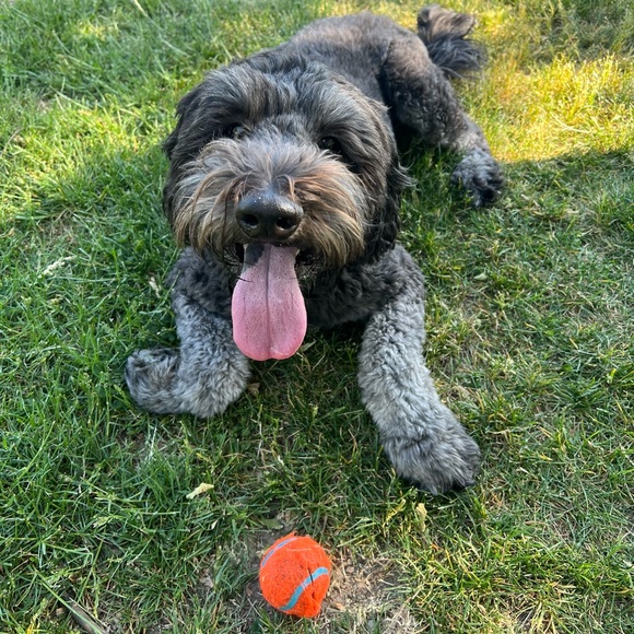 Meet your Posher, Shanel - Picture 1 of 1